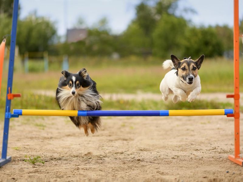 Two dogs on the agility field