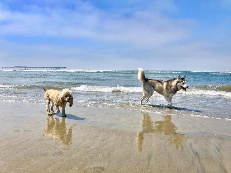 Two dogs playing in the water at beach