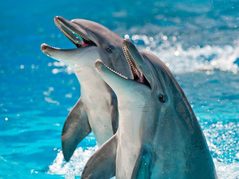 Two Dolphins in water