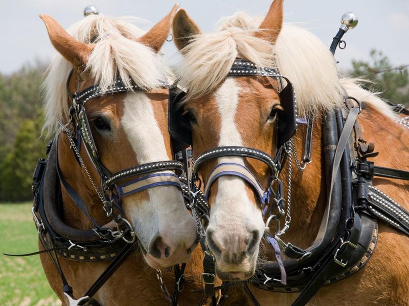 Two Draft Horses at work