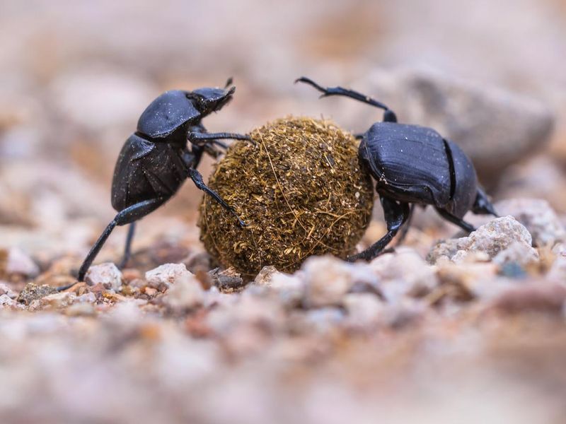Two dung beetles