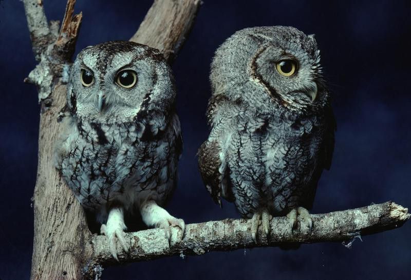 Two eastern screech owl babies