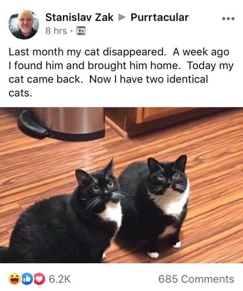 Two fat cats