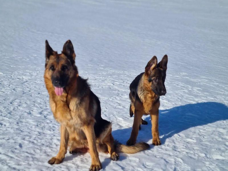 Two German Shepards in the Snow