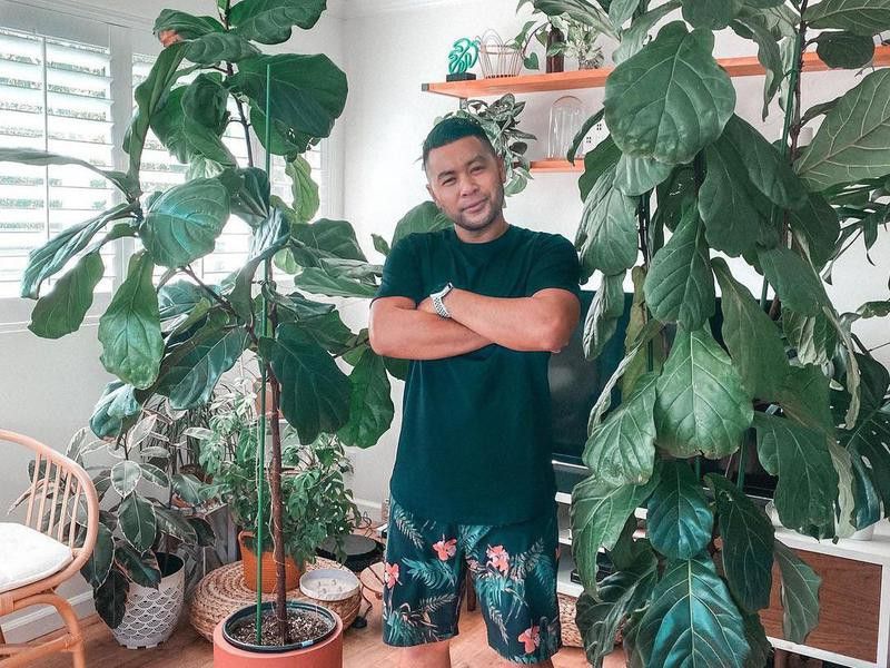 Two giant fiddle-leaf fig plants