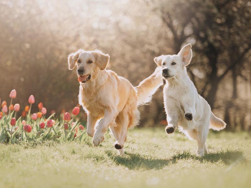 Two Golden retriever dogs running after each other