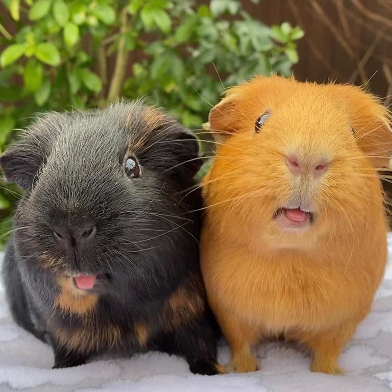 Two guinea pigs with their tongues out