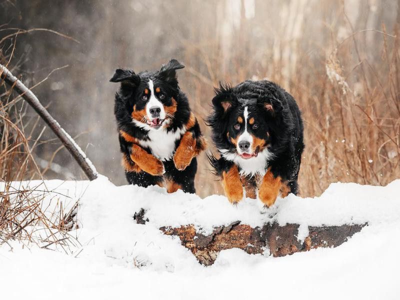 Two happy bernese mountain dogs jumping in the snow