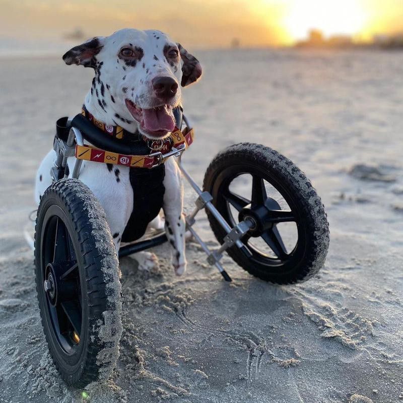 two-legged dog on beach