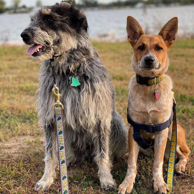 two mixed dogs