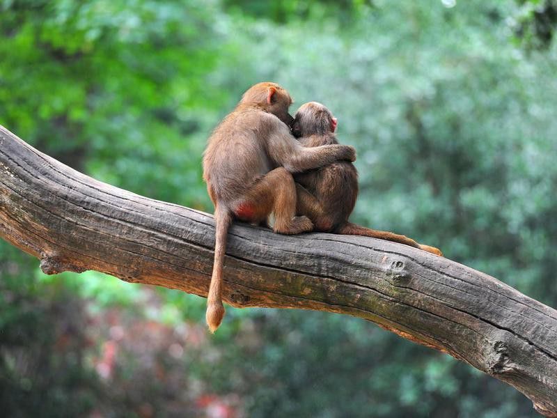 Two monkey friends sitting on tree