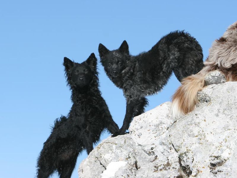 Two Mudi dogs standing on cliff