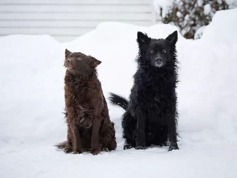 Two Mudik in the snow
