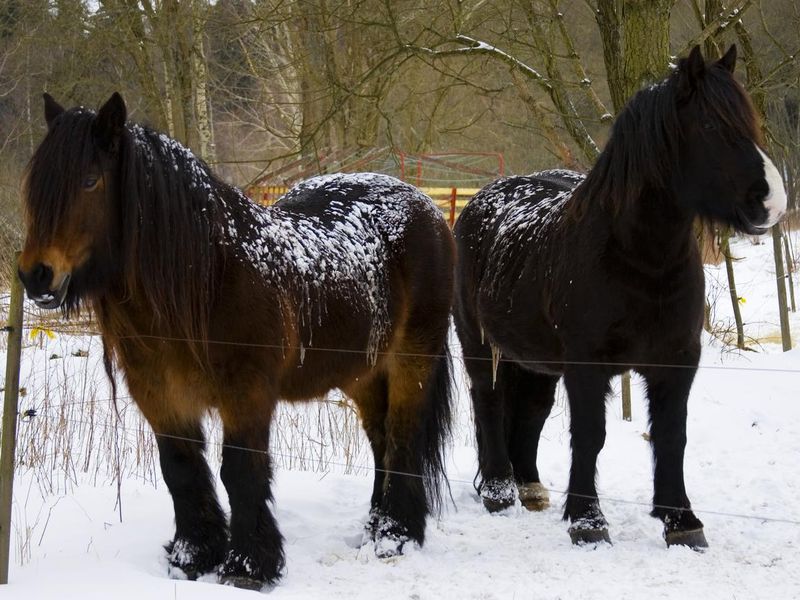 Two northern swedish horses