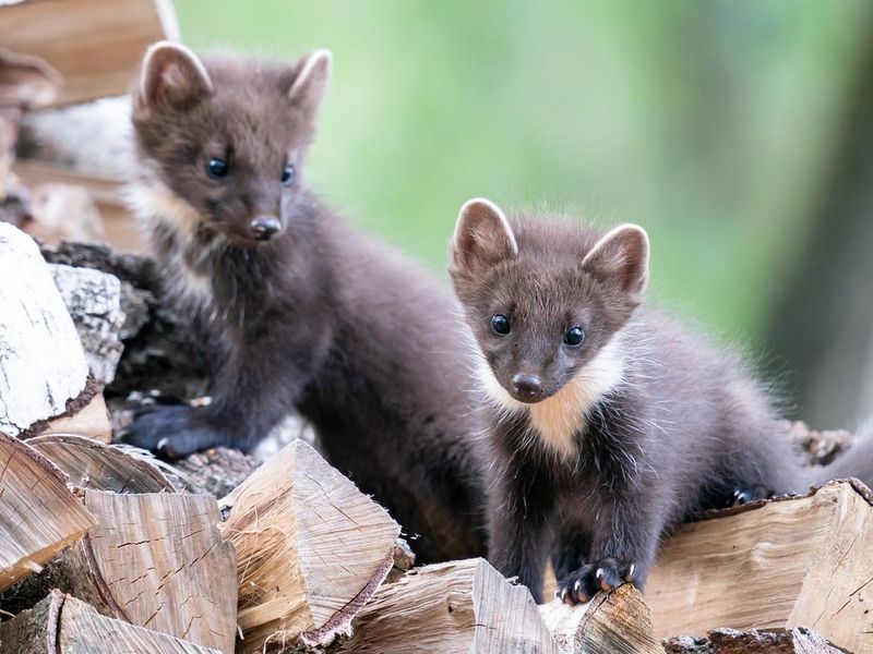 Two pine marten cubs are standing on a woodpile