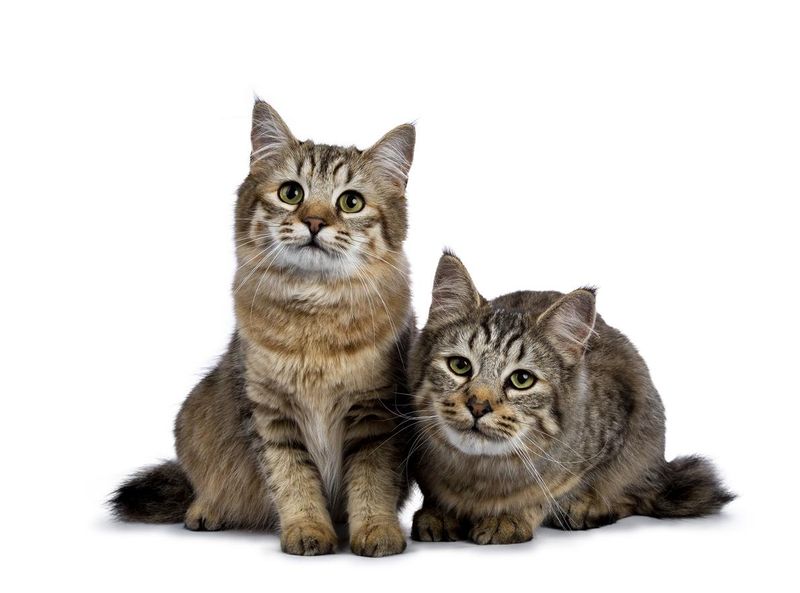 Two Pixie-bob cat kittens
