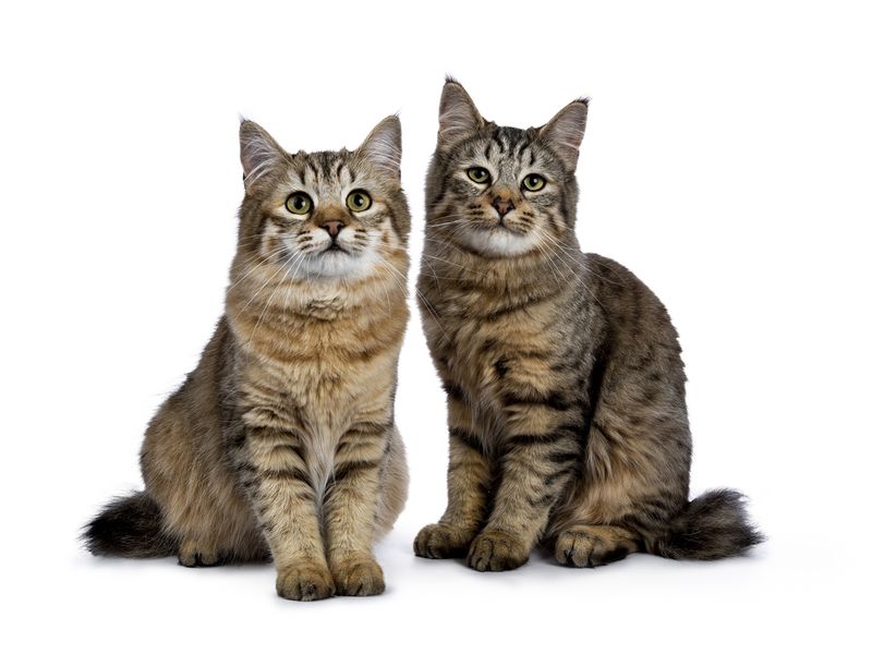 Two Pixie-bob cat kittens