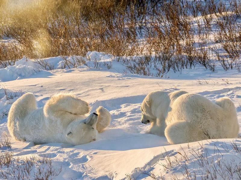 Two playful adult polar bears