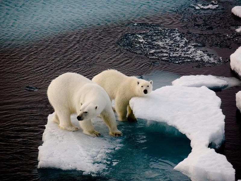 Two polar bears on a small ice floe