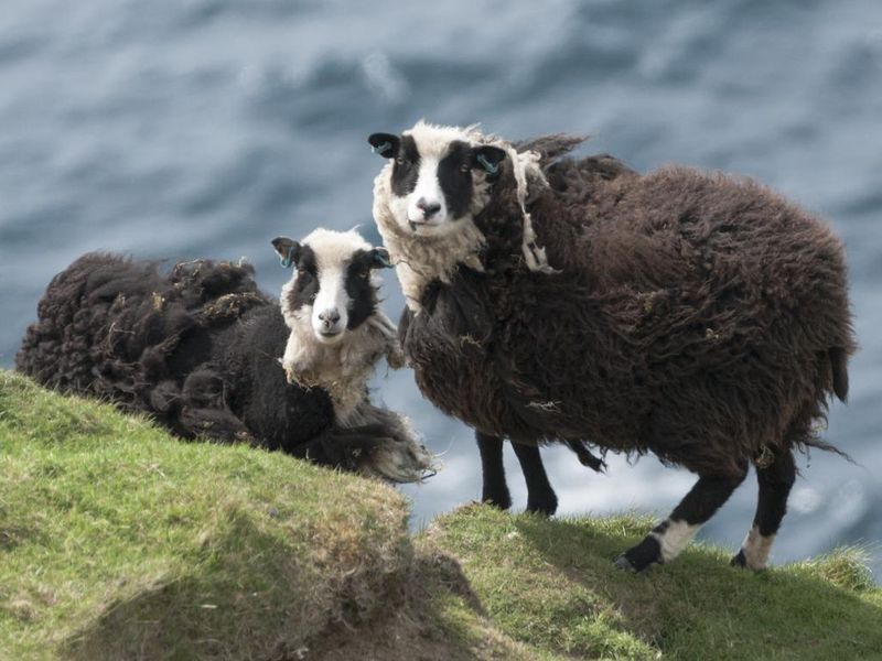 Two sheep on a cliff edge on Shetland
