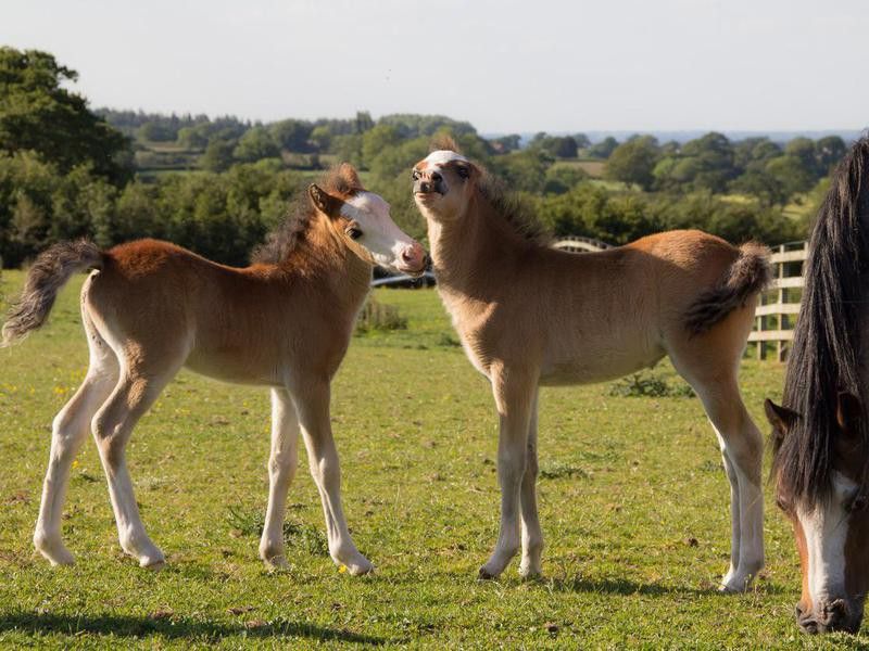 Two young foals playing together