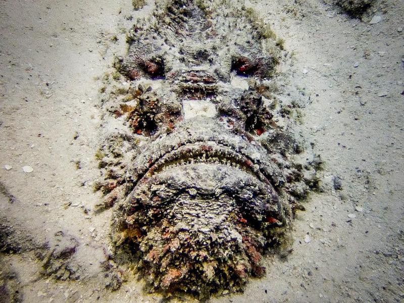 Underwater close-up of deadly stonefish