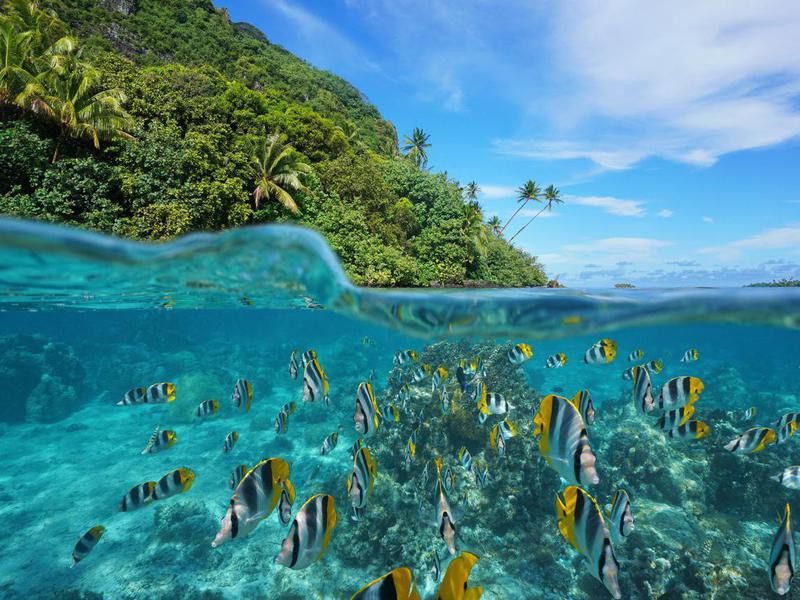 Underwater in French Polynesia