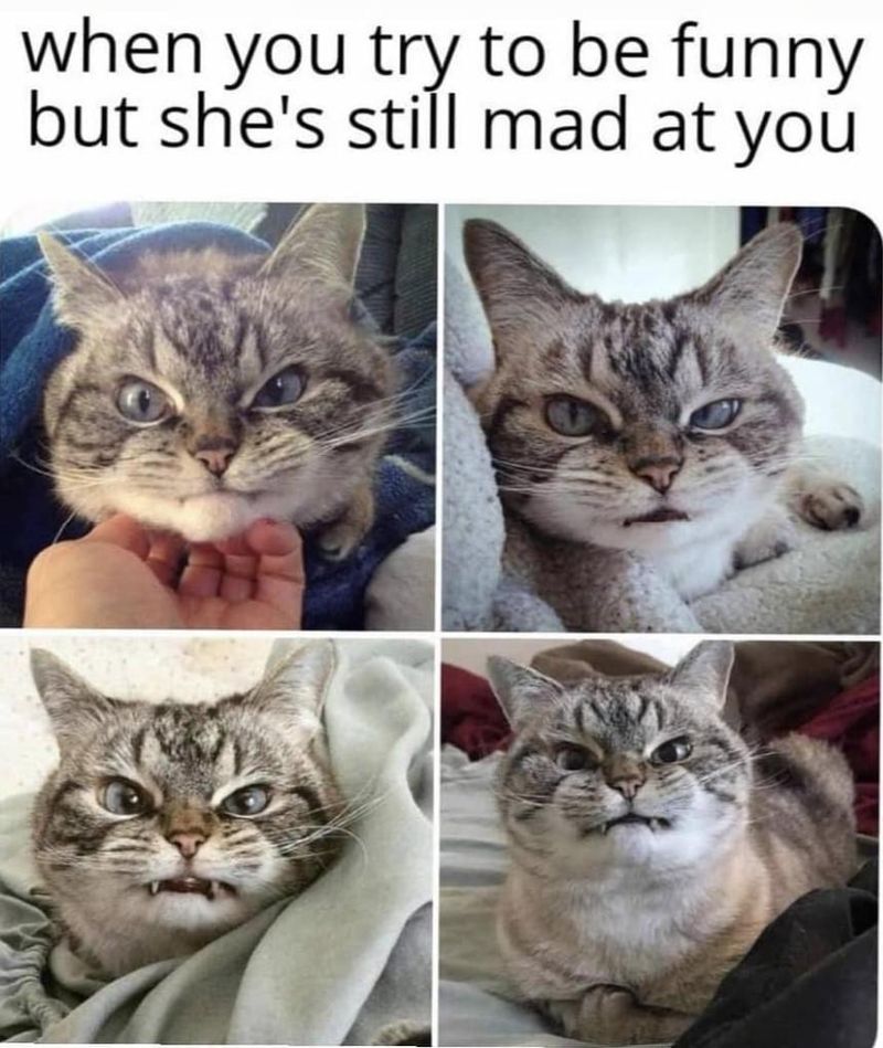 Unhappy cat