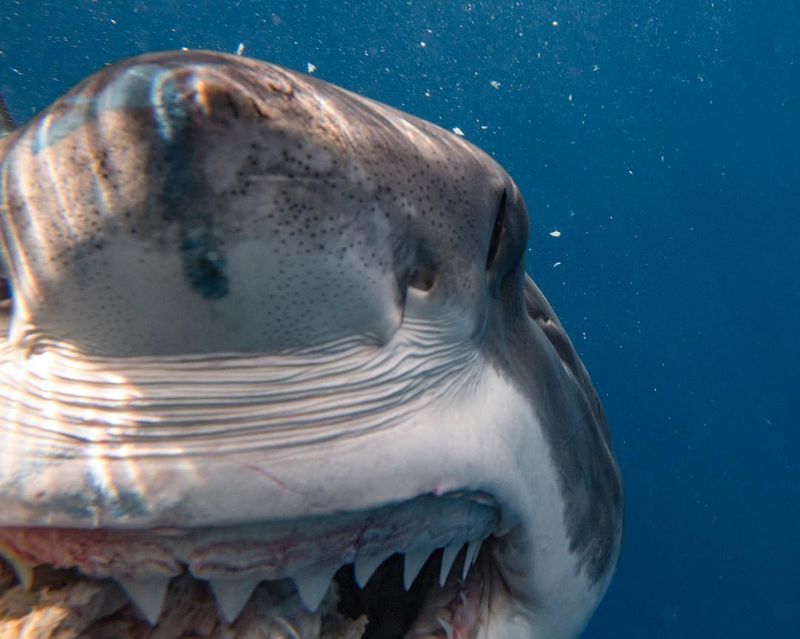 Up-close photo of a great white shark