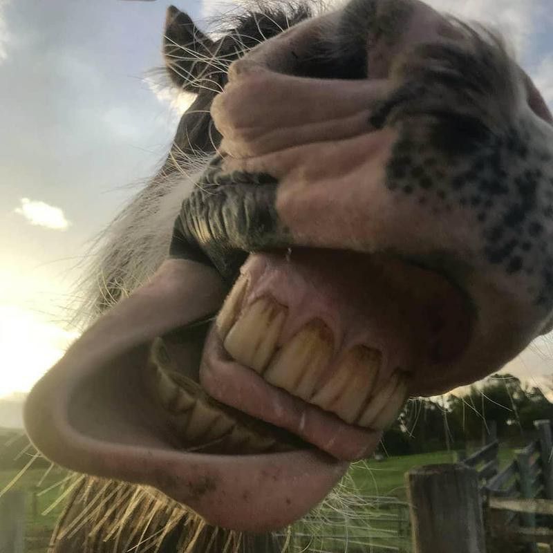 Up Close Shot of Horse Smiling