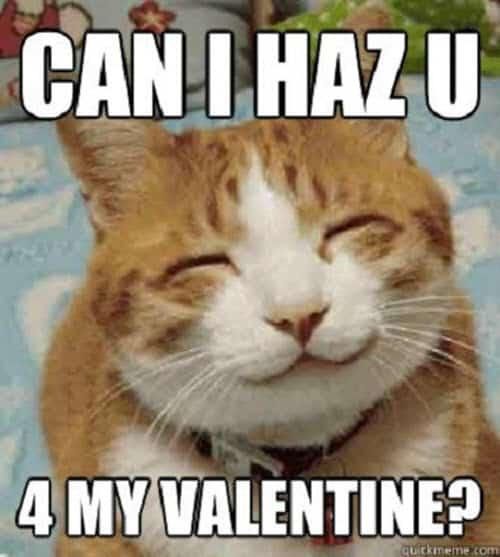 Valentine cat meme
