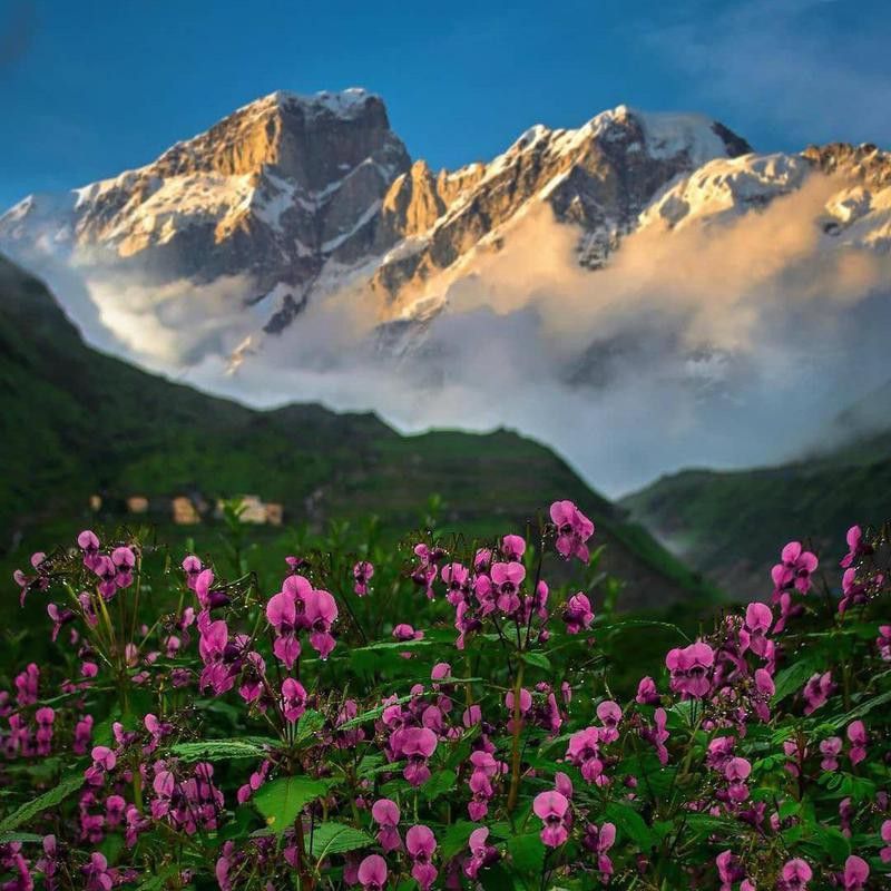 Valley of the Flowers National Park in India