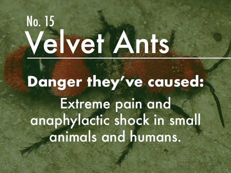 Velvet Ant dangers