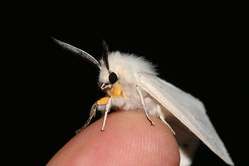 Venezuelan poodle moth