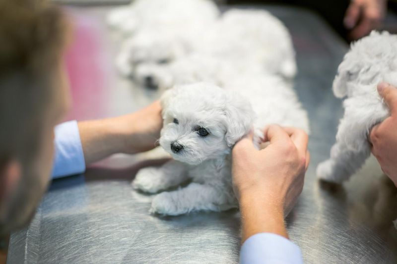 Veterinarian examining bichon puppy