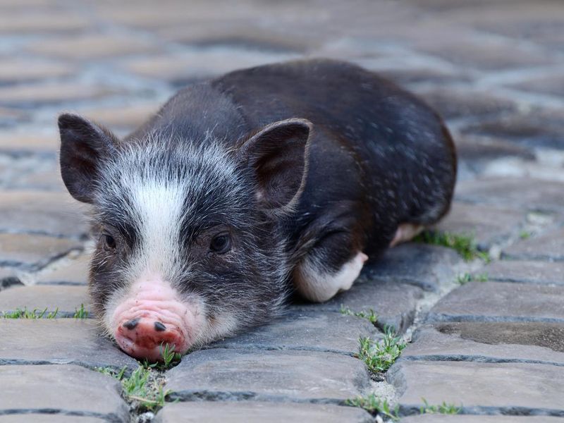 Vietnamese pot-bellied pig resting