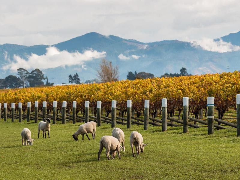 Vineyard in Marlborough, New Zealand