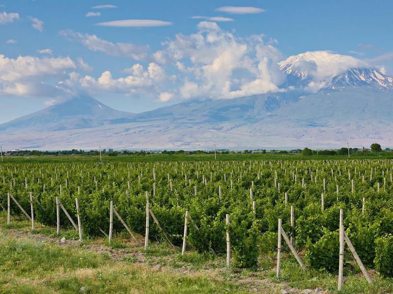 Vineyards and Mount Ararat, Armenia
