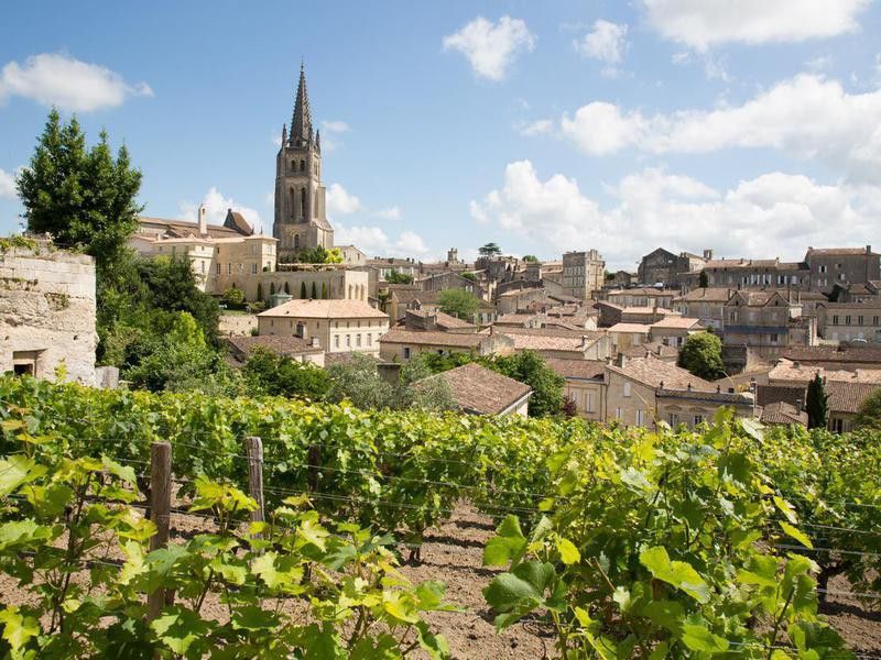 Vineyards at Saint Emilion, Bordeaux, France