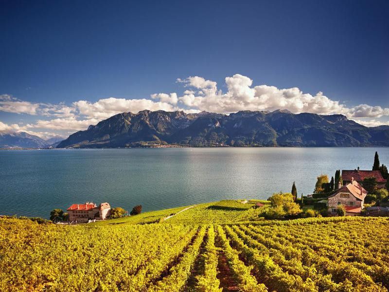 Vineyards in Lavaux area, Switzerland