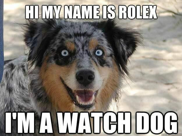 Watch dog named Rolex