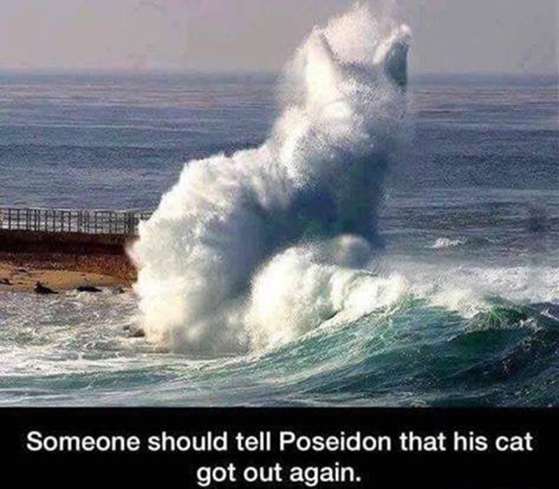 Wave in the ocean that looks like a cat