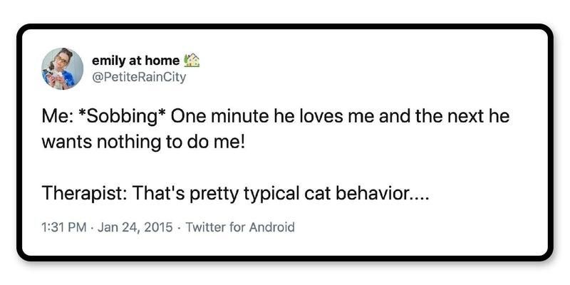 We think this cat may need therapy, too.