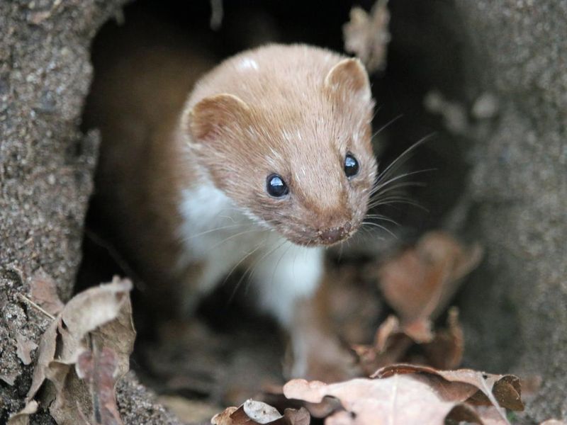 Weasel looking out of a hole