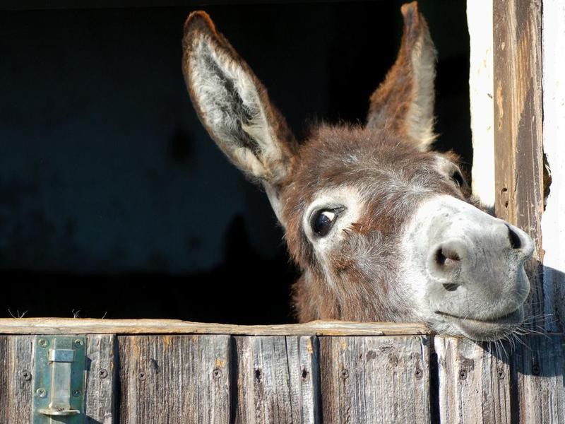 Weird US Laws About Donkeys