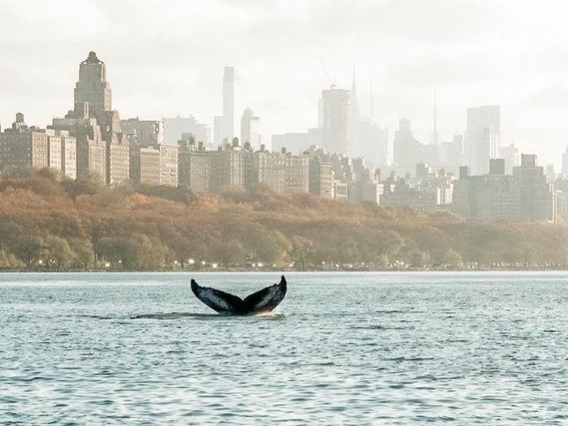 Whale in New York City