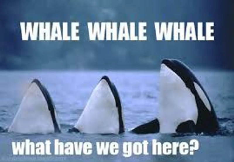 Whale pod meme