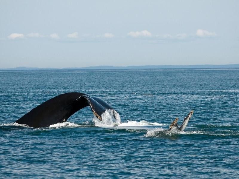 Whales Playing in Grand Manan Island