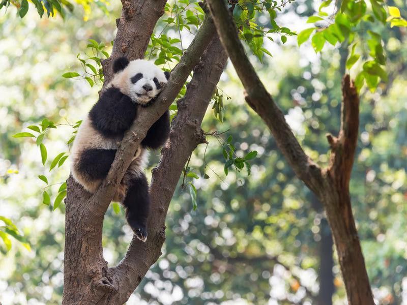 Where do panda bears live