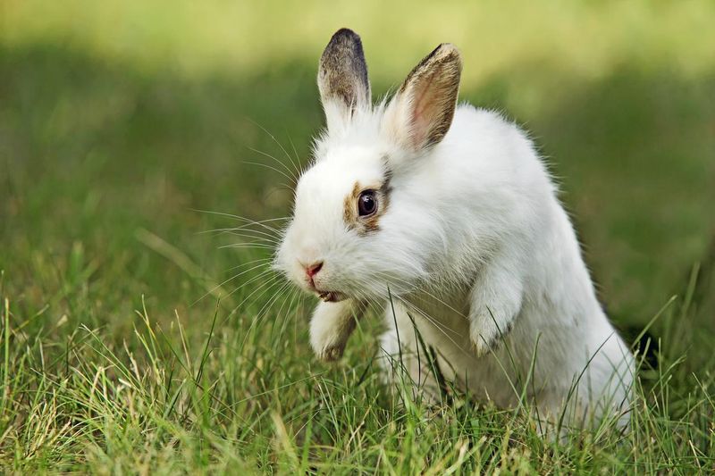 White and brown rabbit on grass in mid jump